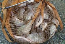 别再傻傻地往饵料中添加味精了，不起任何作用，有时还起反作用