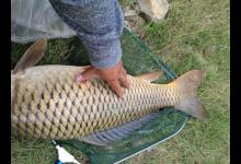 夏钓鲤鱼的4个技巧，只要全面掌握了，再没人怀疑你是新手