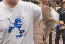 钓友用腰花作饵钓住四条鳄雀鳝，怪鱼多地肆虐，背后有啥梗？