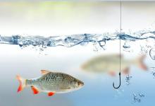 学会让鱼快速咬钩的4个技巧，从此告别“空军”，爆护都有可能