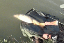 钓获放流的鱼后来怎么样了？可能你没想到，平均死亡率达到18%