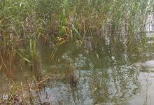 盛夏浮钓草鱼有讲究（附实战过程）