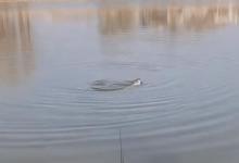 你给鱼下钩，鱼给你设套，人鱼之间的较量，究竟鹿死谁手？