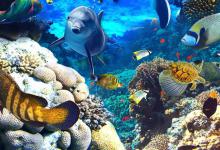 两种奇特的鱼，一个靠“吻”生存，另一个受到广大女性称赞