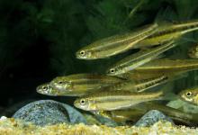 提醒：规避小杂鱼闹窝的一种错误方法，很多钓友都在用