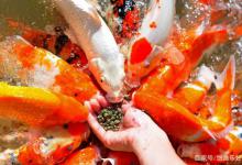 鱼的记忆只有7秒？别再幻想了，事实上鱼具有惊人的记忆力