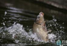 夏季钓鱼如何做到随机应变的技巧