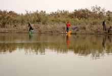 用一种常见野草就能有不菲的渔获，但被钓鱼人所不齿，理应杜绝