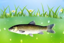 钓草鱼并非就得钓浮，这3种情况钓底效果更好，实战经验分享