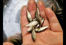 夏季野钓小杂鱼闹窝不胜其烦，教你一招小中取大，完美规避小杂鱼