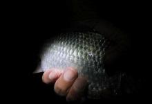 夜钓一整晚没钓住几条鱼，用上这四个小技巧，很可能鱼获翻番