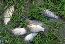 怎么在春季钓草窝的一些技巧分析