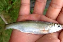 对付小杂鱼闹窝，小中取大的新招数，在实战中效果出奇的好