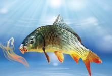 饵料中加白糖、红糖或蜂蜜效果最好，其实不然，有更合适的