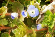 春钓佳期正式开启喜获大鲫数尾