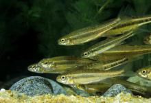 夏季钓鲤鱼用玉米粒还是用商品粉饵？有个优先原则，别弄混了