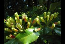 都知道丁香油钓鱼好用，但你知道丁香油的制作和使用方法吗？