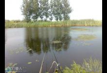中伏天钓草鱼、鲤鱼技巧解析