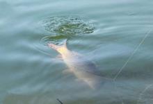 从一次偶然事件中认识到，说跑了的鱼都是大鱼，并非钓友吹牛