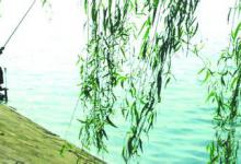 早春钓抢滩鱼的一些技巧总结