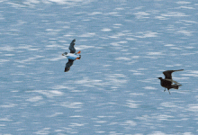 观察这4种动物的反常举动，预知鱼情好坏，钓鱼高手们都在用