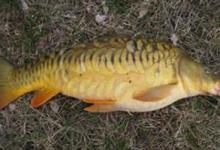 垂钓达人教你夏钓渔获保鲜的10招