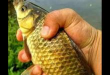 鱼集聚在深水还是在浅水？它的肤色就是密码，这办法四季通用