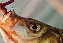 无倒刺鱼钩挂蚯蚓容易掉？本文介绍3种挂法，比有倒刺还牢固