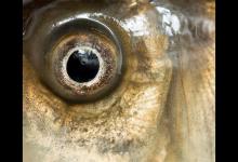 知己知彼，百战不殆。了解鱼的视觉知识，让你钓鱼事半功倍