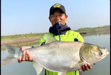 鲢鱼和鳙鱼的区别不仅仅体现在名字上，钓友们别再混淆了！