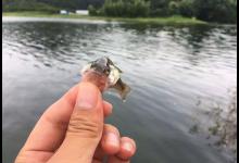 让钓友头疼的4种小杂鱼，个个都是好食材，难怪成为“老头乐”