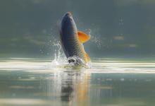 钓鱼时遇到这种情况，满以为鱼情不错，最后却渔获惨淡