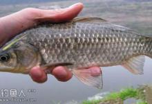 早春钓鲫鱼的五项基本技巧详解