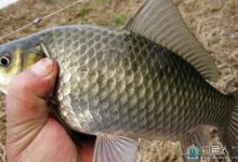 实战分析春季水库钓鲫鱼的重要心得