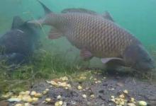 大鱼进窝小杂鱼逃离，这还需要钓鱼人帮忙，这个忙该怎么帮？