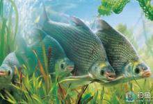 春末夏初（暮春）如何钓鳊鱼的技巧分享