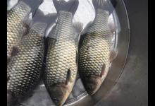 初进供暖期，打窝子时如果遵循这四个原则，连竿爆护都有可能