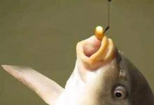 用玉米钓鲤鱼有4个注意事项，全做到了，鱼线会被拉得嗖嗖响