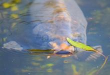 “神仙难钓午时鱼”的真实原因，应该怎么正确应对“午时鱼”？