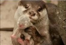 20个有关涉水动物的冷知识，只有少数人知晓，你知道几个？