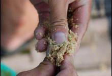 春鲫胆小口轻不能打大窝，试试这种连打带诱的钓法