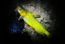 不少钓友都喜欢钓黄颡鱼，分享我钓黄颡鱼的8个技巧