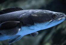 作钓黑鱼有技巧，手竿作钓很重要，注意搭配和选择