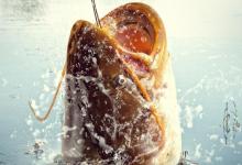 春季的鲶鱼怎么钓？掌握它的习性，才能快速地找到并钓获