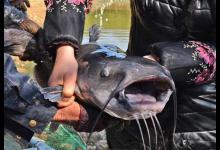 美国的叉尾鮰该如何垂钓？是否对本地鱼种构成威胁