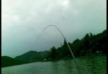 手竿钓鲢鳙其实不难，前提是得掌握这些技巧