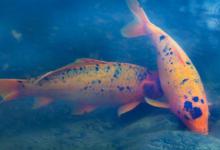 钓不到鲤鱼的原因，没有其他，其实就是以下的6点