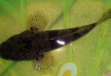 我们叫它沙鸡，但想钓它却很难，如何钓沙塘鳢