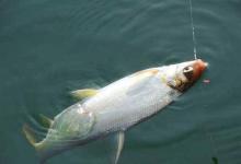 清明后黄尾狂口，技巧鱼攻略分享