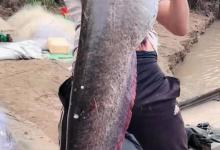 鲶鱼是否也适合路亚钓法？路亚鲶鱼掌握这4点很重要